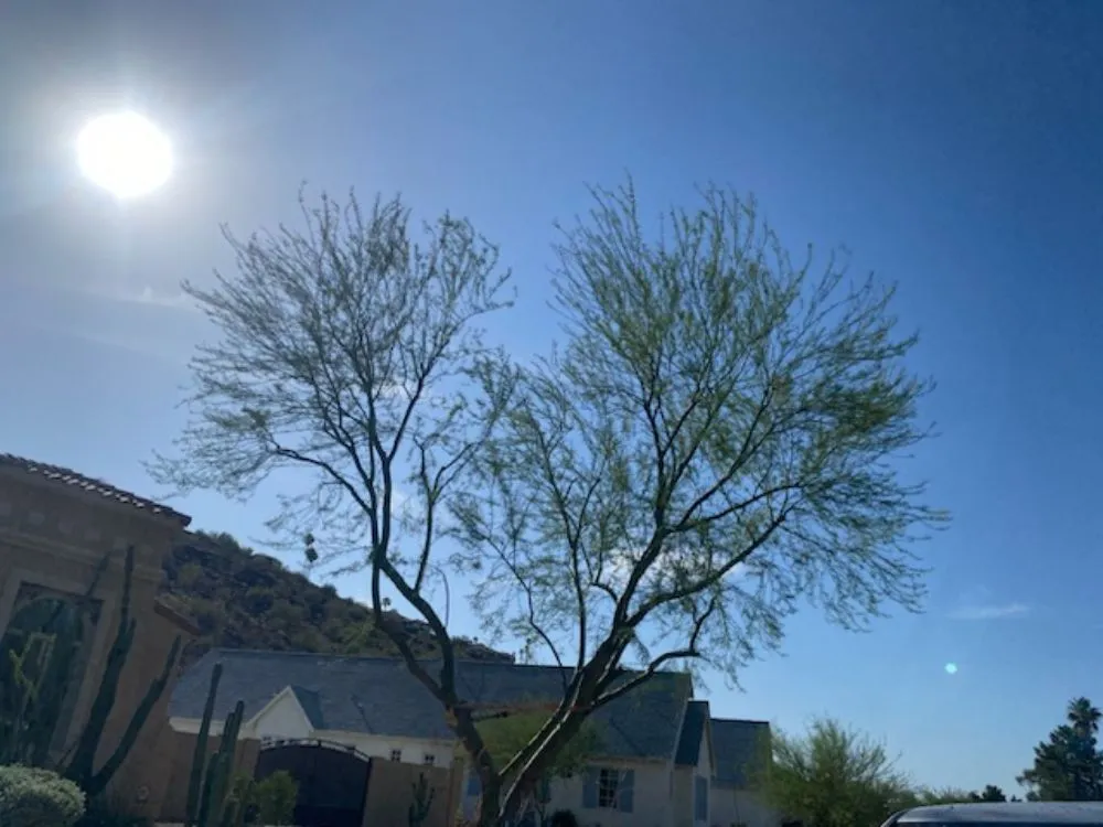 Local landscape installation in Phoenix, AZ by Apodaca's Landscaping Services