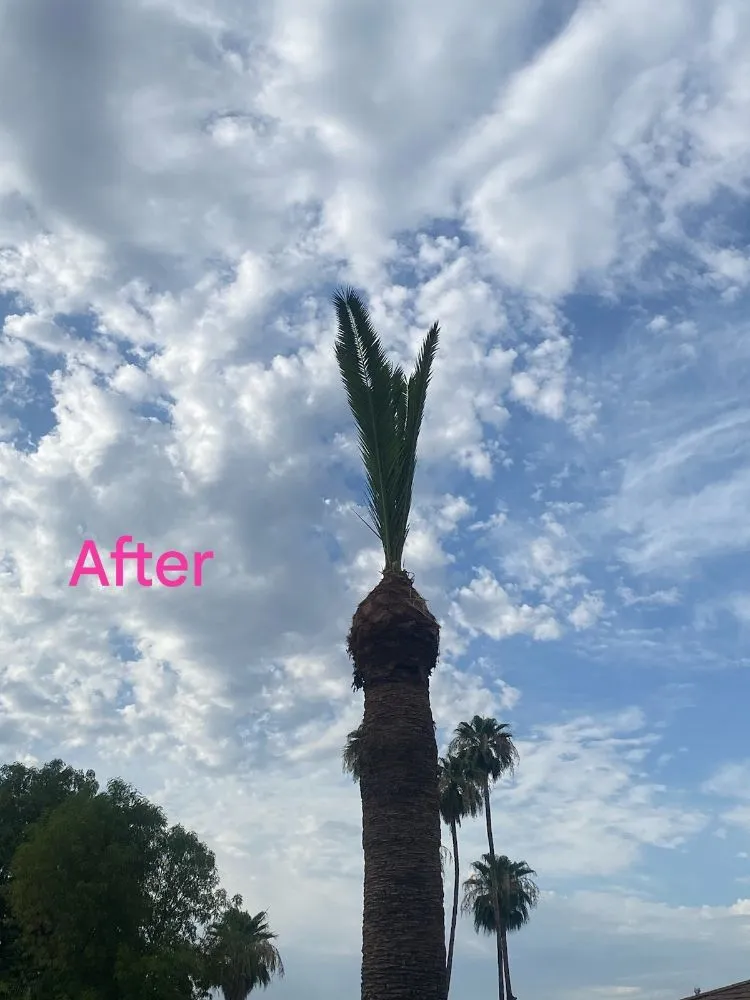 Local lawn mowing service for homes across Phoenix, AZ - Apodaca's Landscaping Services