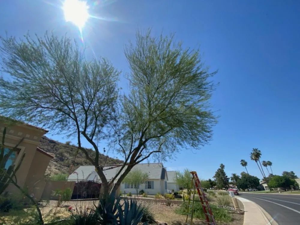 Top-rated yard cleanup service with custom design across Phoenix, AZ - Apodaca's Landscaping Services