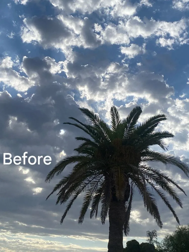 Local landscape installation experts serving Phoenix, AZ - Apodaca's Landscaping Services