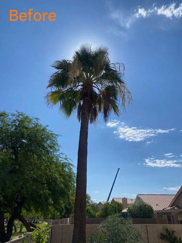 Reliable landscape design in Phoenix, AZ - Apodaca's Landscaping Services