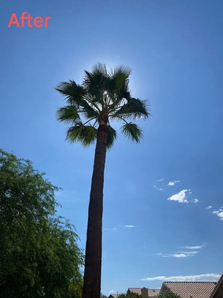 Affordable lawn care service for residential properties across Phoenix, AZ - Apodaca's Landscaping Services