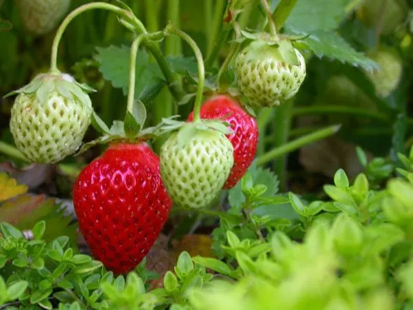 Expert landscaping services with custom design across Portland, OR - Apogee Landscapes