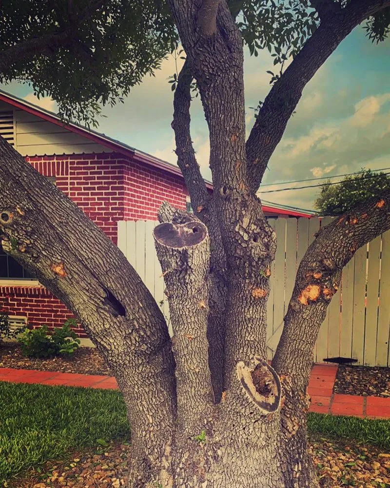 Expert landscape installation in Donna, TX by Apollo Lawn Cleaning Services