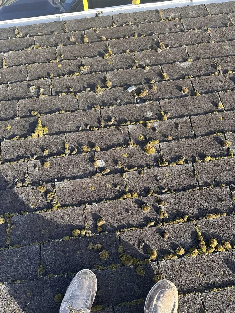 Reliable landscape design in Tacoma, WA - Apolo the Builder