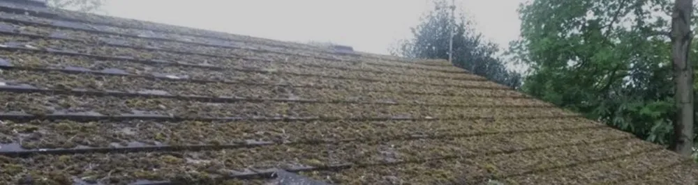 Custom yard cleanup service in Tacoma, WA - Apolo the Builder