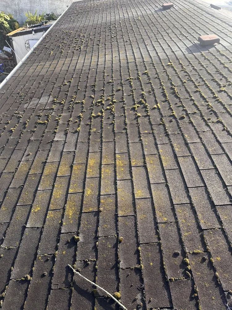 Professional garden landscaping in Tacoma, WA - Apolo the Builder