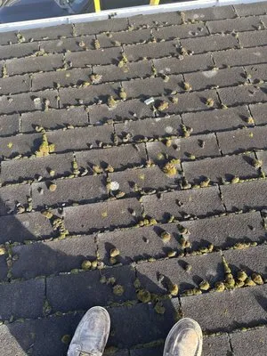 Apolo the Builder Logo