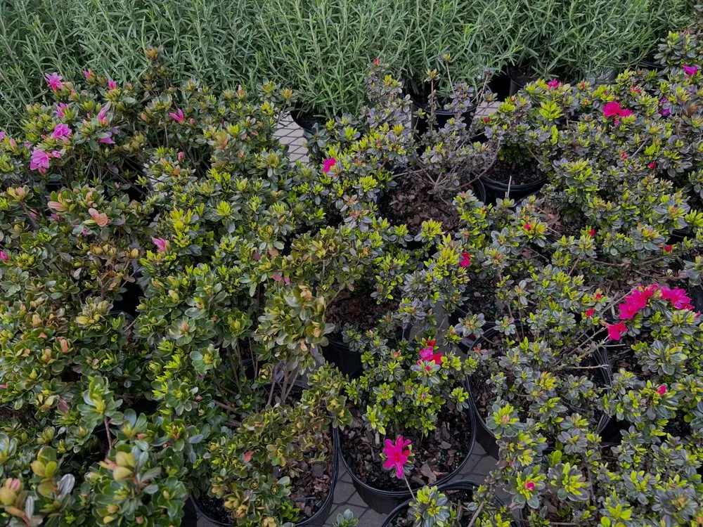 Expert yard cleanup service for residential properties in Newport News, VA by Apolonio Lawn Care