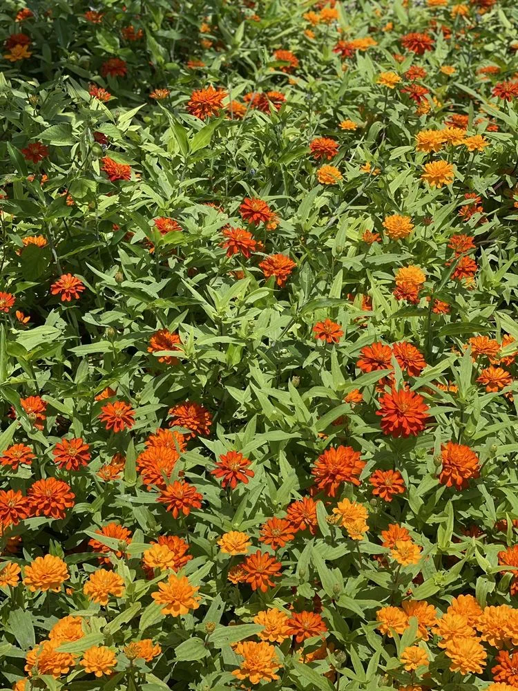 Professional landscaping services experts serving Orlando, FL - Apopka Landscaping & Pavers