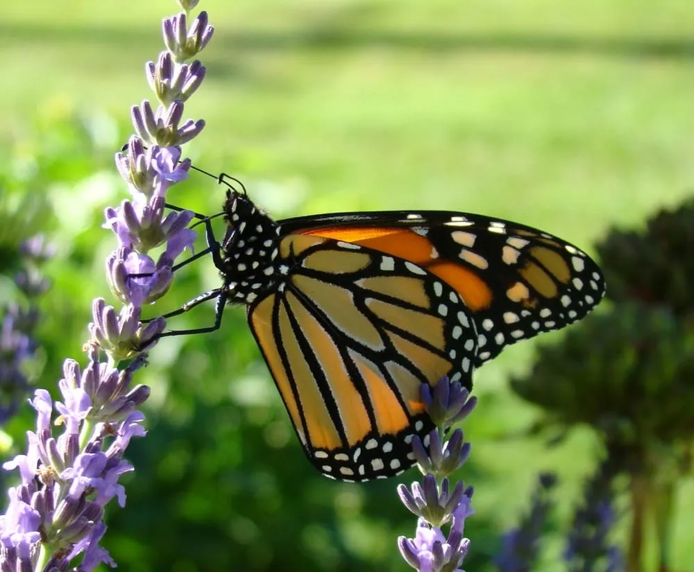 Top-rated lawn care service for year-round maintenance across Northampton, PA - Appalachian Creations Inc