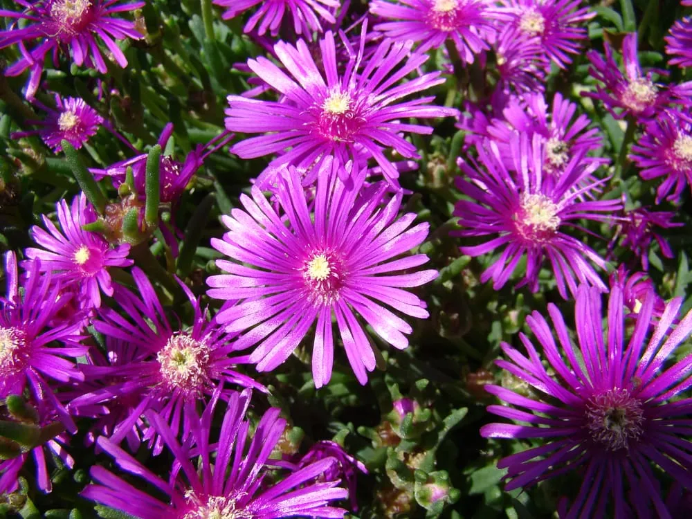 Expert residential landscaping for outdoor upgrades in Northampton, PA by Appalachian Creations Inc