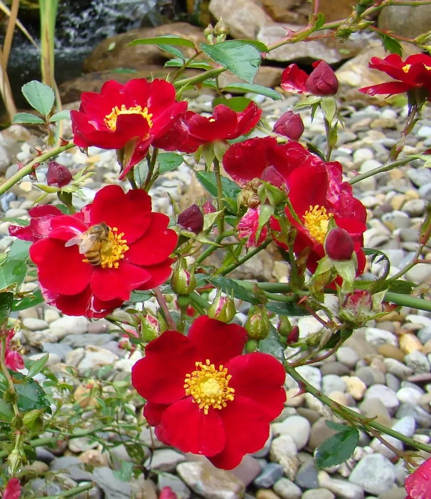 Expert yard cleanup service with custom design across Northampton, PA - Appalachian Creations Inc