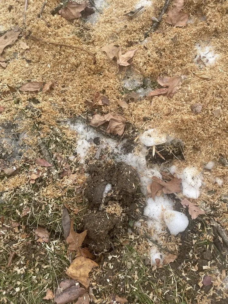 Top-rated lawn care service in Mount Airy, MD by Appalachian Tree Co.