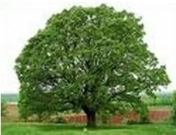 Expert landscape design in Mount Airy, MD by Appalachian Tree Co.