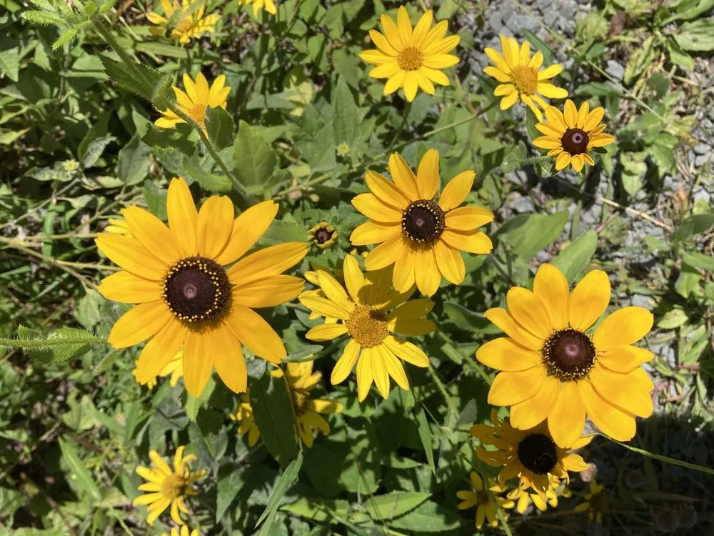 Trusted landscaping services in Lake Ariel, PA - Apple Creek Landscaping