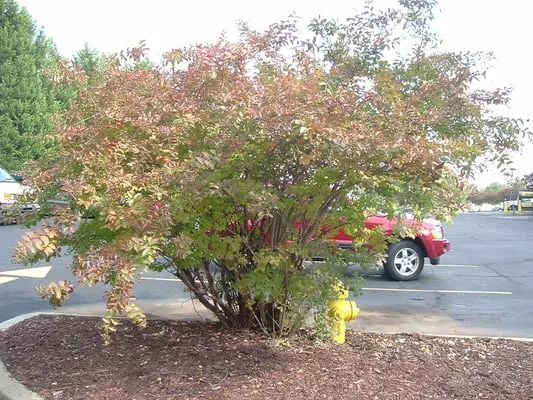 Apple Landscaping and Property Management Logo