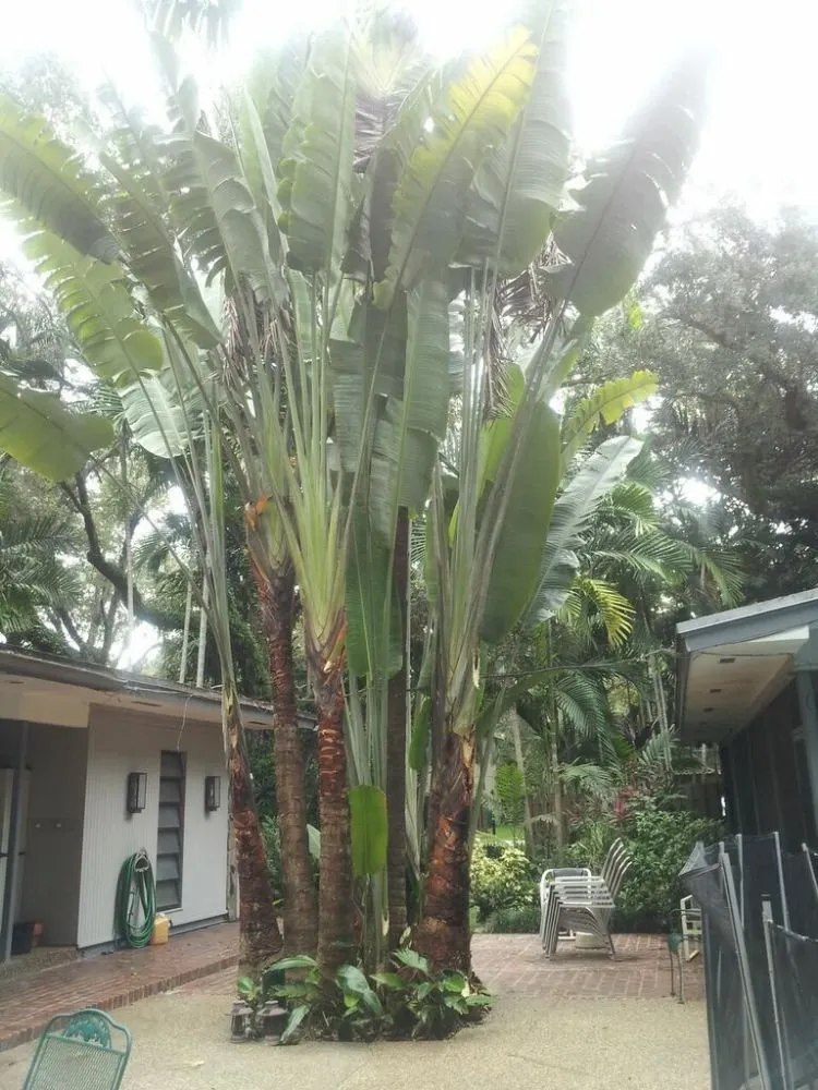 Custom lawn mowing service in Fort Lauderdale, FL by Apple Tree Lawns