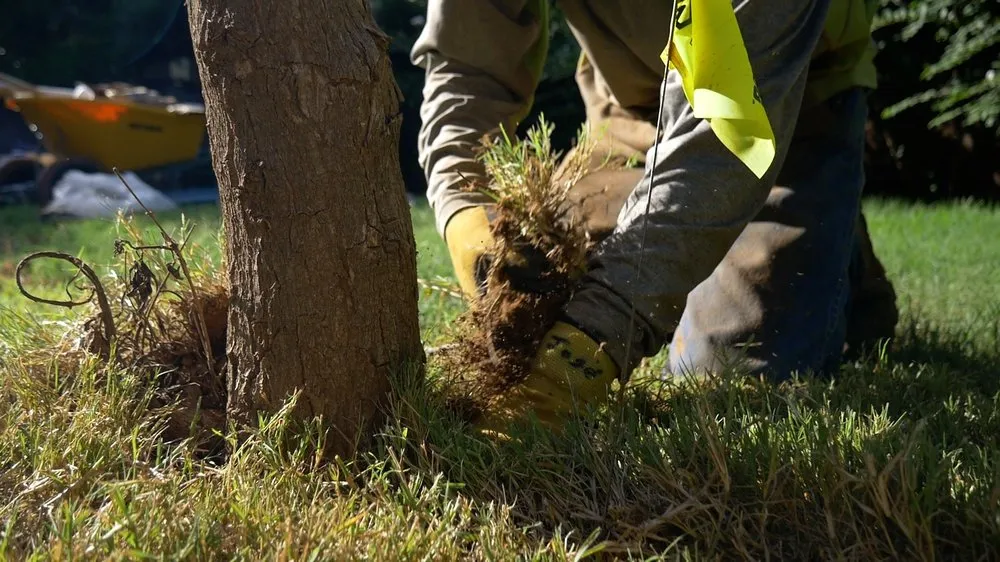 Trusted lawn care service in Oklahoma City, OK - Apple Valley Eco-Landscapes