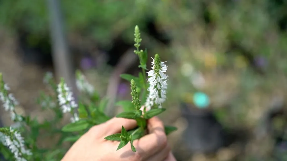 Reliable garden landscaping in Oklahoma City, OK - Apple Valley Eco-Landscapes