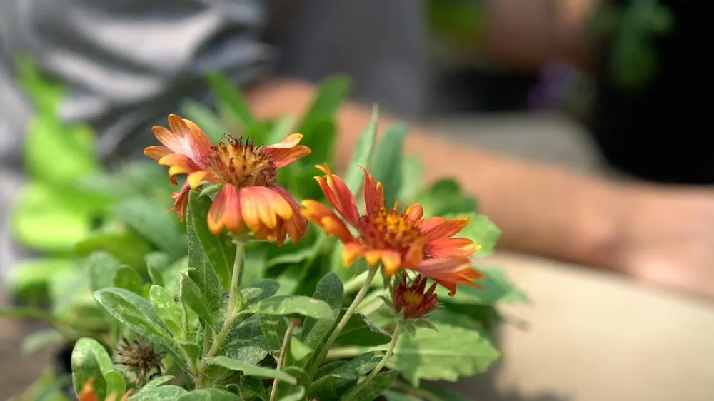 Professional residential landscaping with custom design across Oklahoma City, OK - Apple Valley Eco-Landscapes