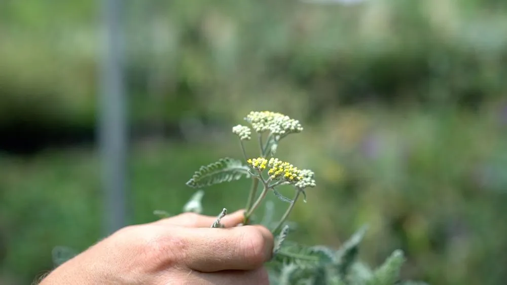 Local lawn mowing service near you in Oklahoma City, OK by Apple Valley Eco-Landscapes