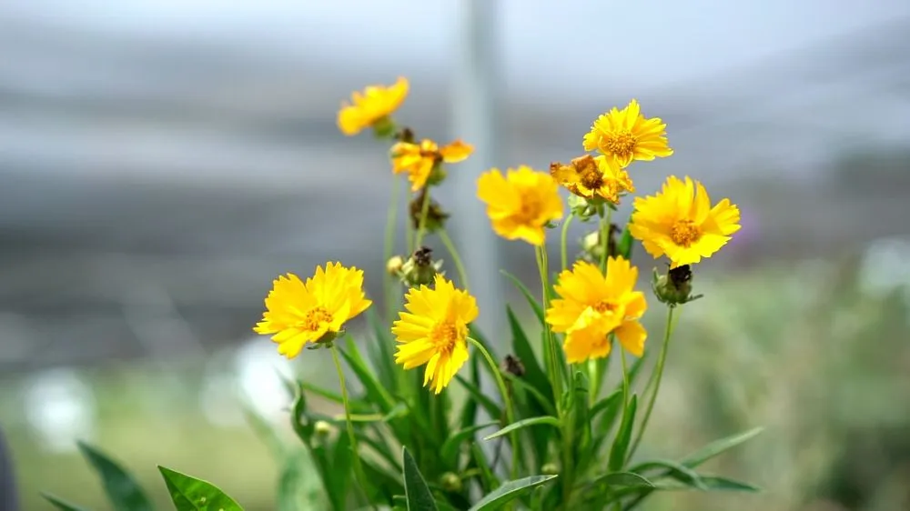 Custom residential landscaping with custom design in Oklahoma City, OK by Apple Valley Eco-Landscapes