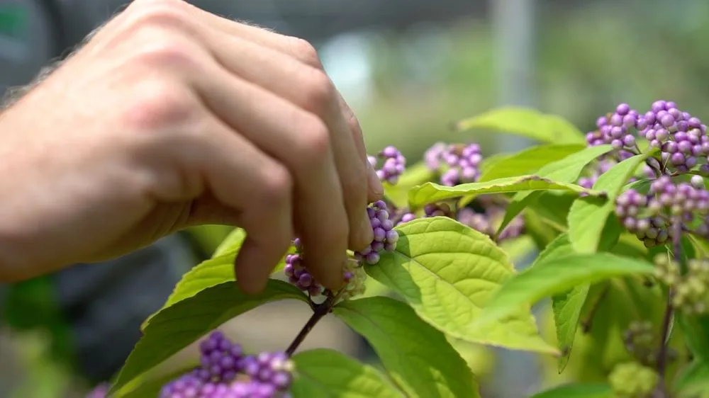 Professional lawn mowing service near you across Oklahoma City, OK - Apple Valley Eco-Landscapes