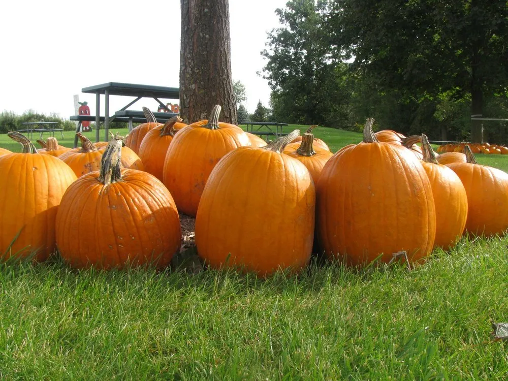 Expert residential landscaping for year-round maintenance in De Pere, WI by Apple Valley Landscaping