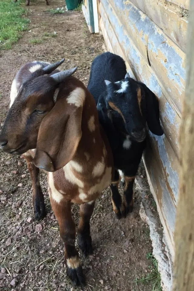 Expert landscaping services for beautiful yards in De Pere, WI by Apple Valley Landscaping