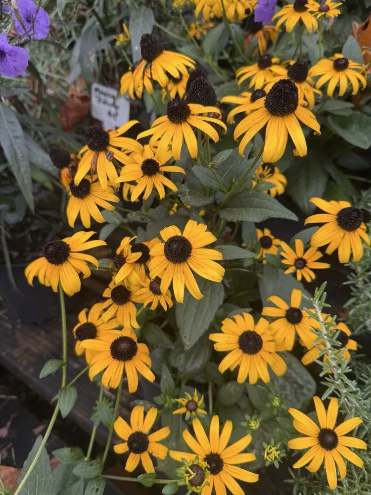 Top-rated landscape design for residential properties across Columbia, SC - Appletree Landscaping & Garden Center