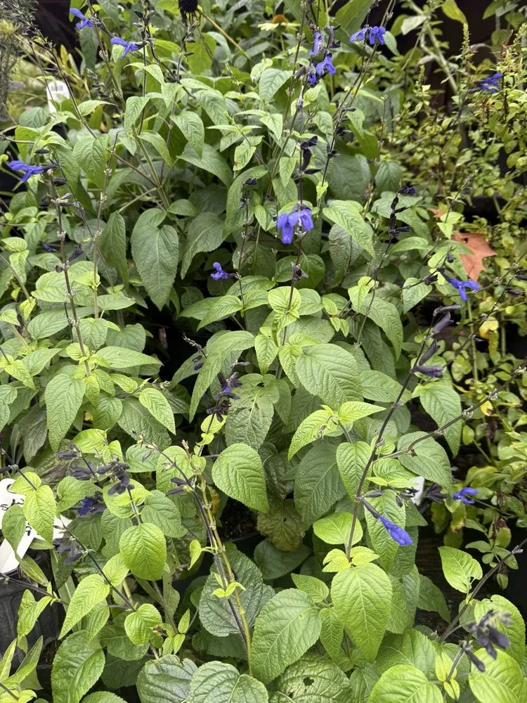 Professional outdoor landscaping in Columbia, SC by Appletree Landscaping & Garden Center