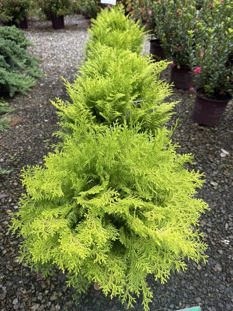 Custom lawn care service for residential properties across Columbia, SC - Appletree Landscaping & Garden Center