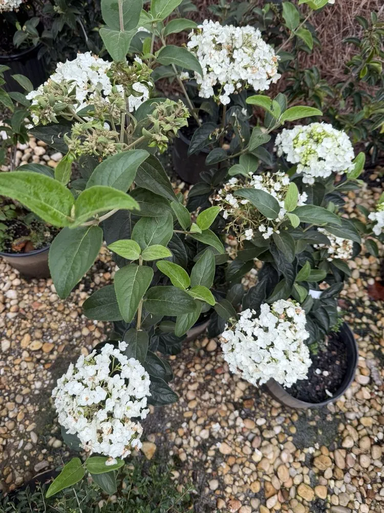 Reliable landscape design in Columbia, SC - Appletree Landscaping & Garden Center