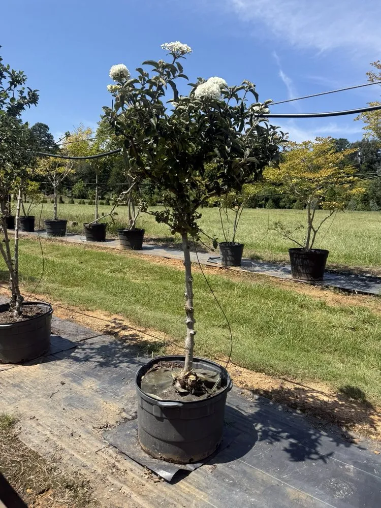 Professional residential landscaping near you in Columbia, SC by Appletree Landscaping & Garden Center