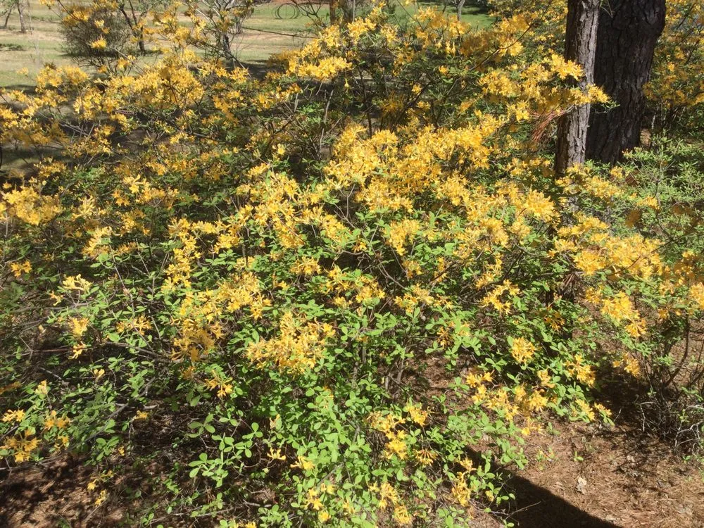 Affordable landscape installation for homes across Columbia, SC - Appletree Landscaping & Garden Center