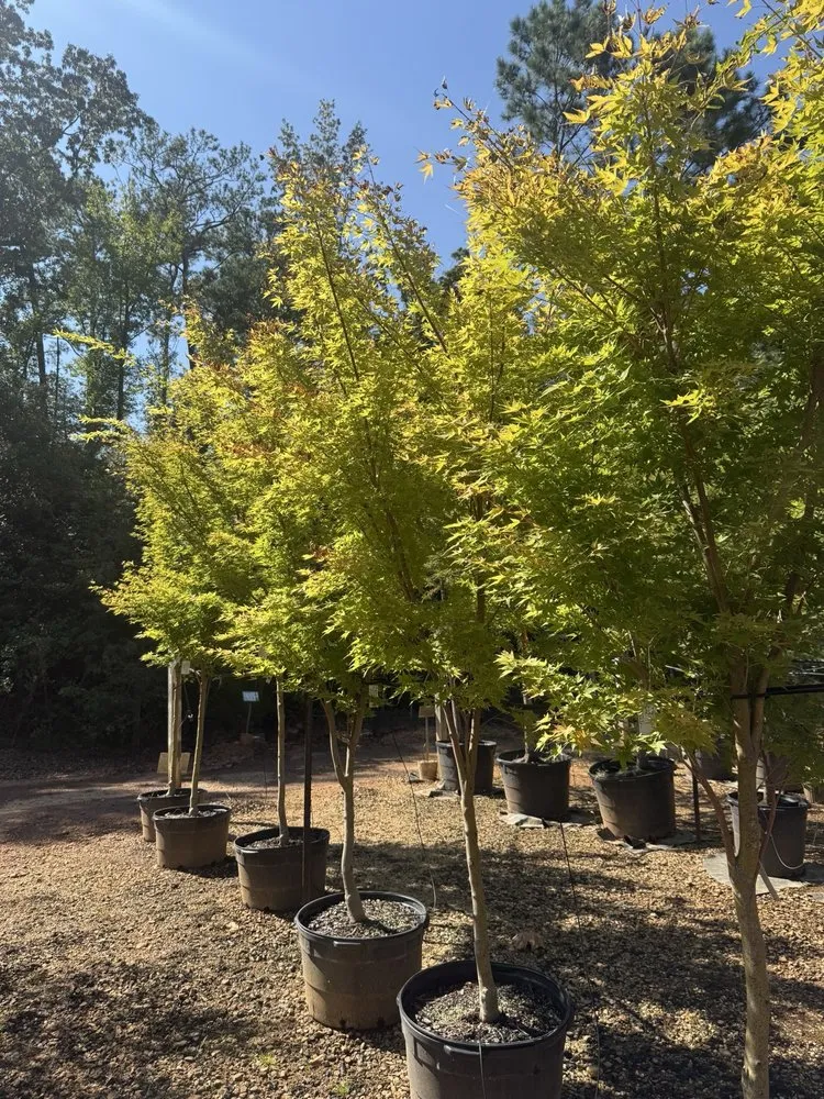 Professional lawn mowing service for year-round maintenance in Columbia, SC by Appletree Landscaping & Garden Center