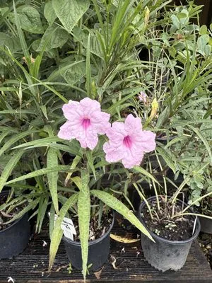 Appletree Landscaping & Garden Center Logo