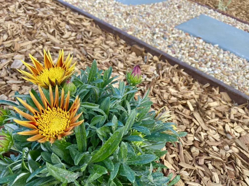 Professional landscape design in San Jose, CA - Applewood Landscaping