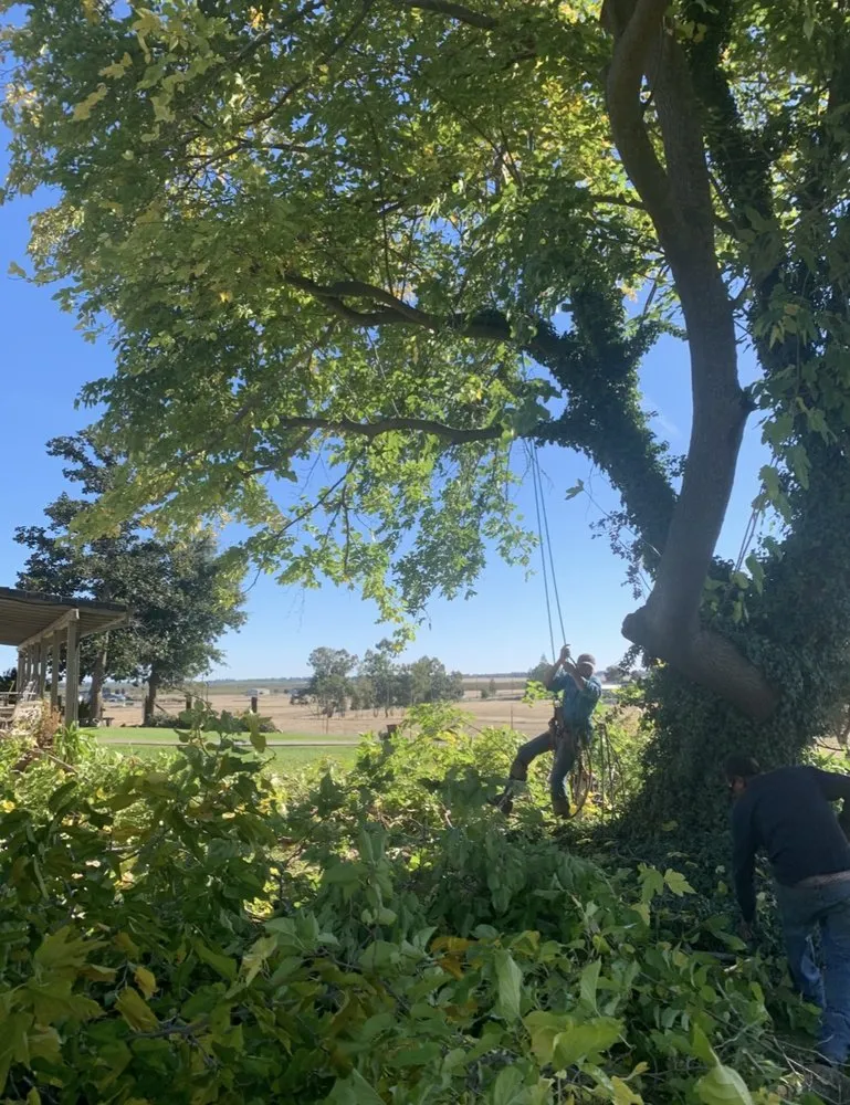 Trusted lawn mowing service for homes across Corning, CA - APR Handyman Service