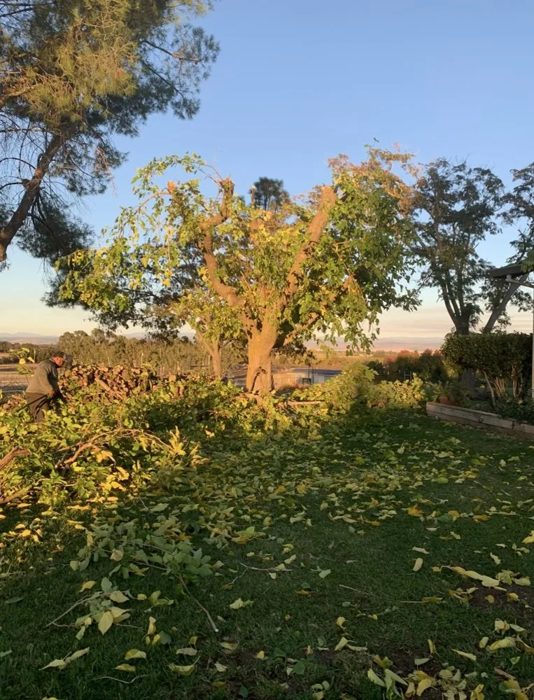 Local lawn care service experts serving Corning, CA - APR Handyman Service