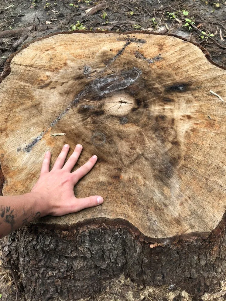 Trusted landscaping services in Summerville, SC - A+Precision Lawn Care And Stump Removal