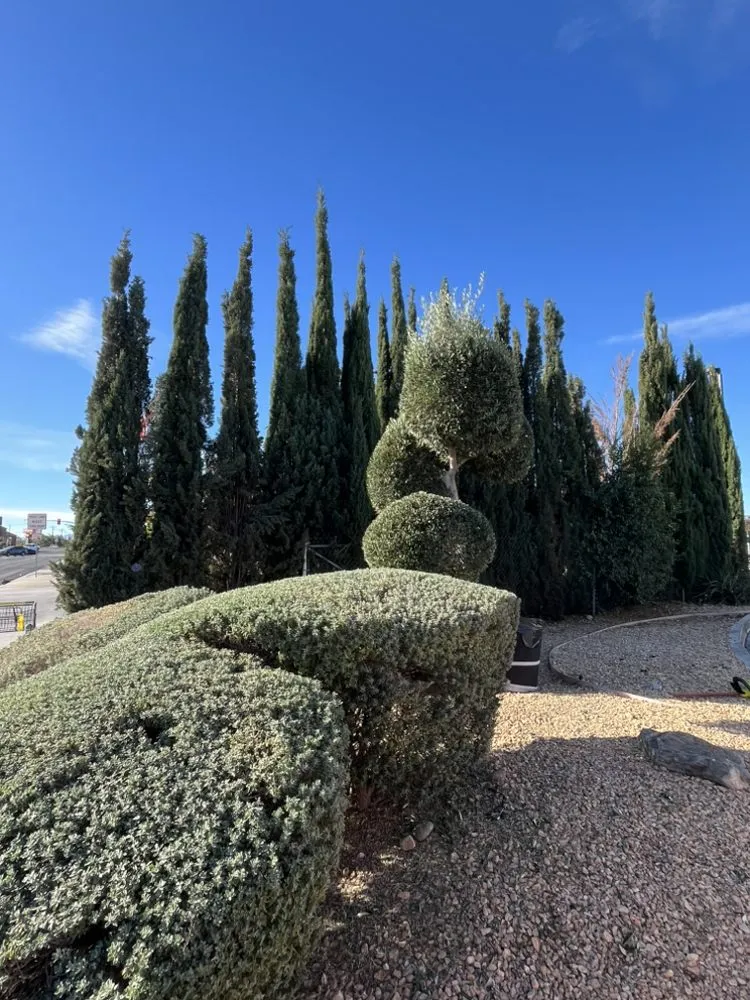 Top-rated outdoor landscaping in Hesperia, CA - April’s Garden