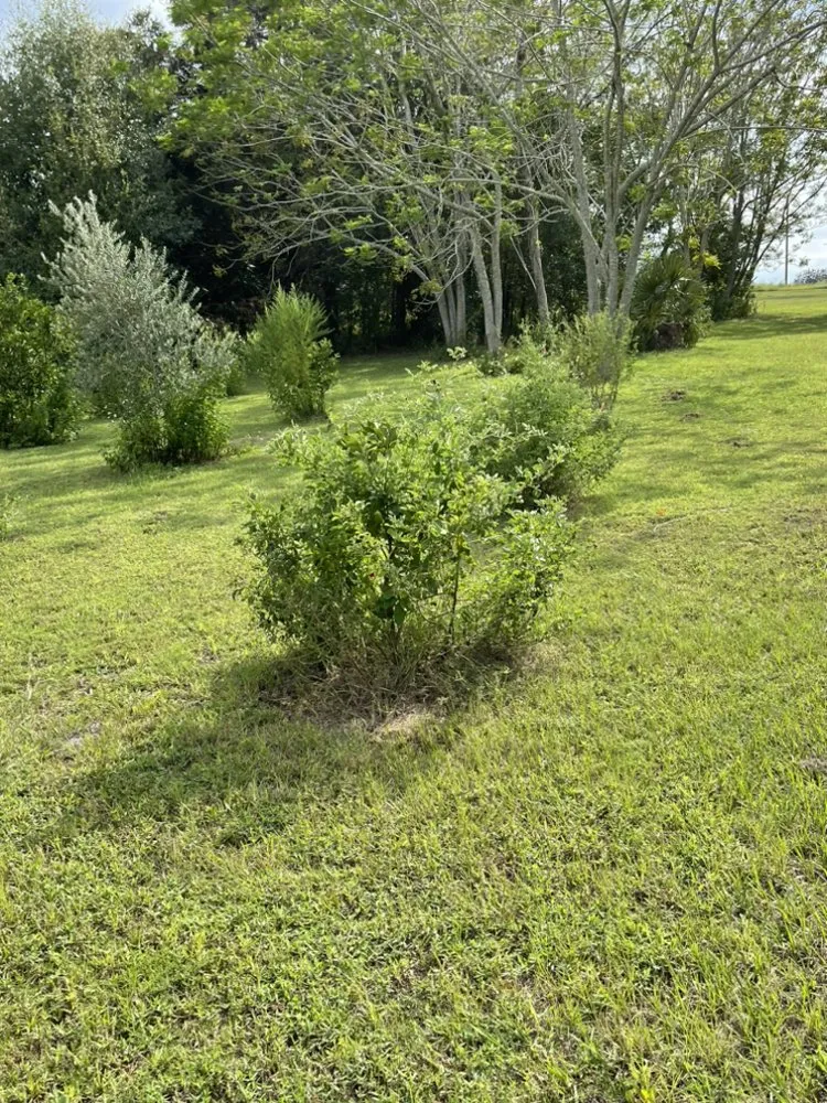 Reliable landscaping services experts serving Umatilla, FL - APT Services