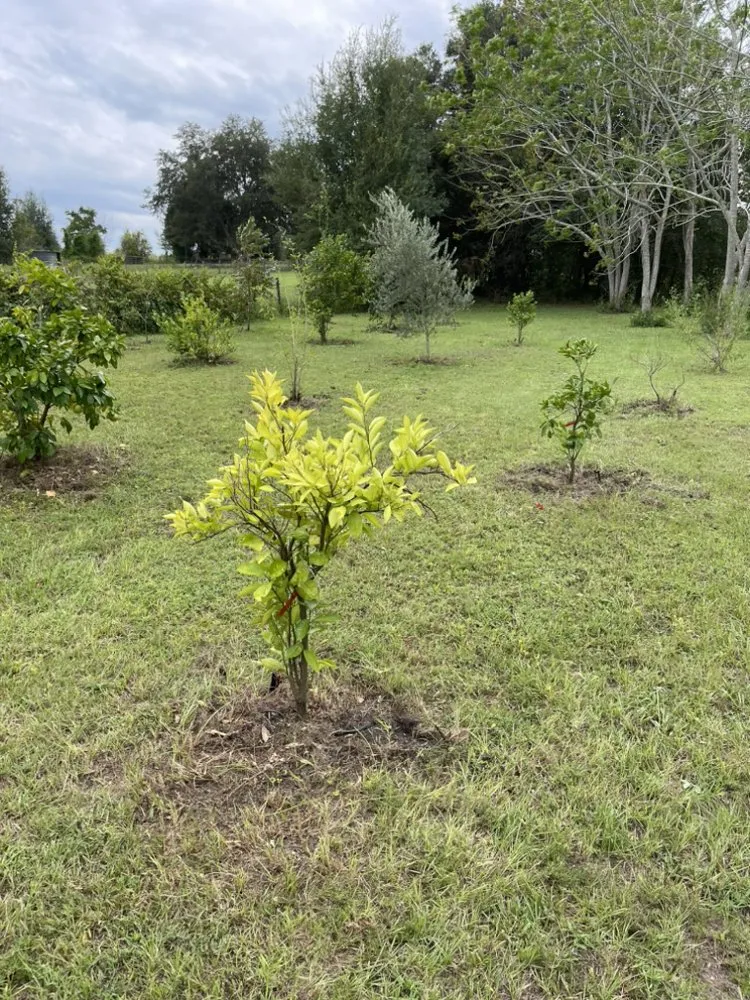 Professional yard maintenance experts serving Umatilla, FL - APT Services