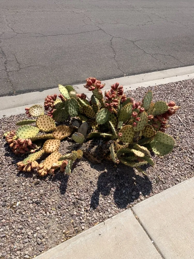 Expert yard maintenance in Phoenix, AZ by AQ Landscaping