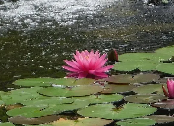 Local yard maintenance in Mercer, PA by Aqua Doc Lake & Pond Management