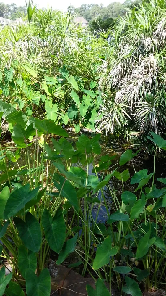 Top-rated landscaping services experts serving Houston, TX - Aqua Landscape of Houston