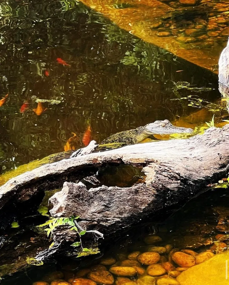 Top-rated lawn care service experts serving Houston, TX - Aqua-Springs