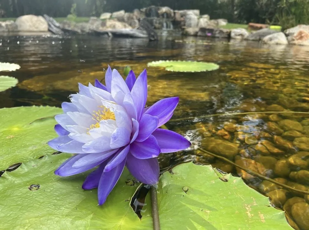 Top-rated landscape installation for homes in Houston, TX by Aqua-Springs